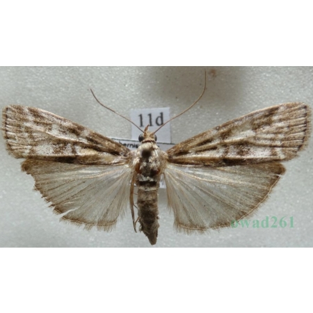 Dioryctria sylvestrella (Ratzeburg, 1840) Szyszeń sosnowy Czech11d